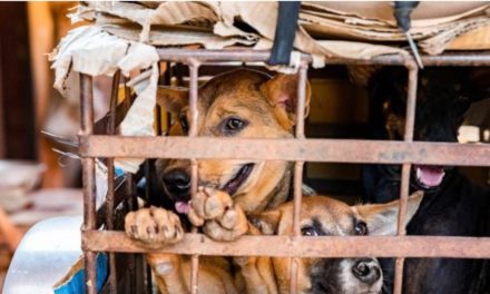 ประเดิมแล้วในกัมพูชา จังหวัดเสียมราฐ ห้ามค้าและบริโภค “เนื้อสุนัข”