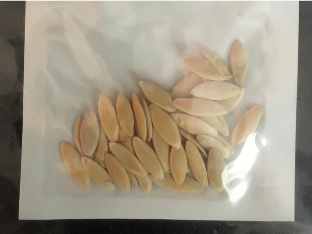 พบพัสดุบรรจุเมล็ดพันธุ์พืชปริศนาจากจีนโผล่ทั่วโลก