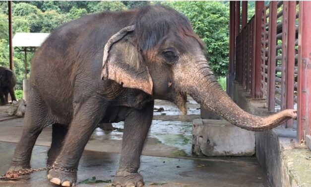 พังยายบุญมา อายุกว่า 70 ปี ขนยาวราว “แมมมอธ” เผยเคล็ดลับจากโคลนดำ