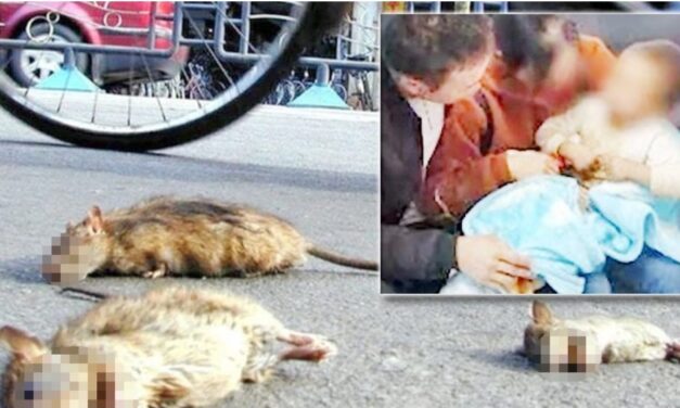 จีนผวาอีก! 3 ขวบติดเชื้อ “กาฬโรคต่อมน้ำเหลือง” หลังพบหนูตายปริศนาในหมู่บ้าน