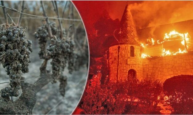 แคลิฟอร์เนียอ่วม “ไฟป่า” ปะทุอีก เผาวอดโรงบ่มไวน์ชื่อดัง-ไร่องุ่นกลายเป็นตอตะโก