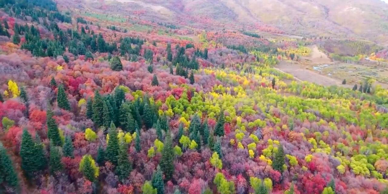 ต้นไหม้เปลี่ยนสีในฤดูใหม่  เมือง Ogden, Utah คลิปถ่ายจากโดรน