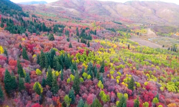 ต้นไหม้เปลี่ยนสีในฤดูใหม่  เมือง Ogden, Utah คลิปถ่ายจากโดรน