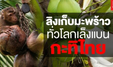 เปิดโปงกะทิ 2 แบรนด์คือ Aroy-D และ Chaokoh ที่ใช้แรงงานลิงอย่างโหดร้ายในการคัดมะพร้าวในประเทศไทย