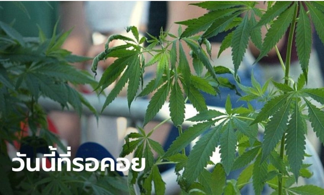 ราชกิจจาฯ ประกาศ “กัญชา” พ้นจากการเป็นยาเสพติด มีผลวันนี้ (15 ธ.ค. 63)