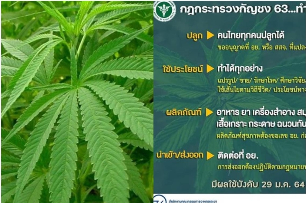 ของขวัญปีใหม่ “อย.” เผยเปิดเสรีกัญชงทุกคนปลูกได้ มีผลตั้งแต่ 29 ม.ค.6