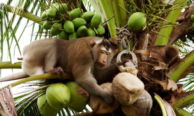 ความจริงถูกเปิดเผย “ปัญหาเรื่องของการใช้แรงงานลิงเก็บมะพร้าวและการทารุณสัตว์”