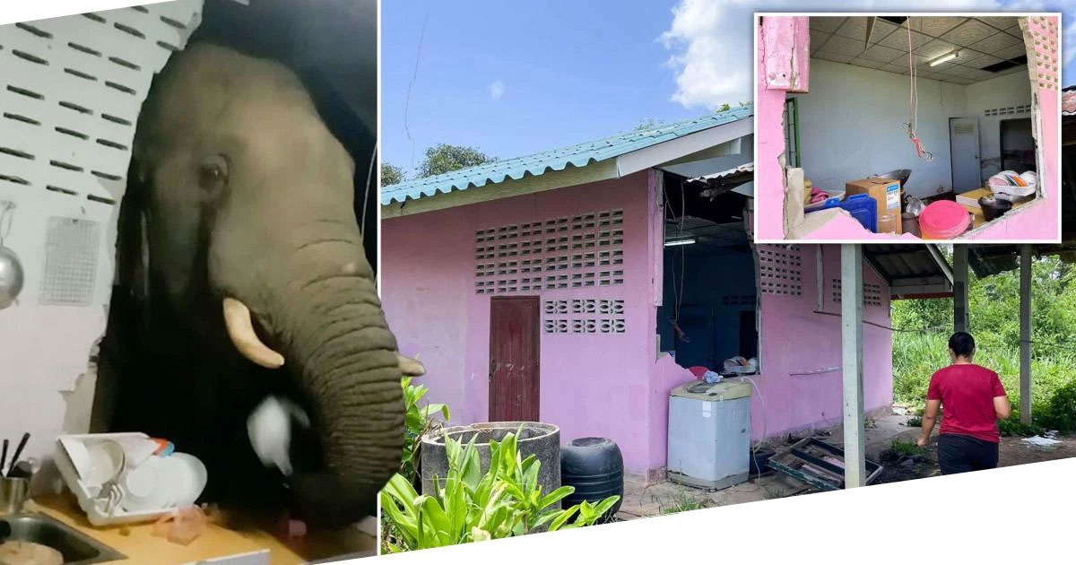 ช้างไทยหิวทุบพังกำแพงครัวบ้านเพื่อขโมยข้าว