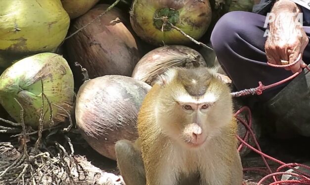 ทำไมกะทิชาวเกาะจึงยังยืดเยื้อกับ PETA เรื่องการใช้สัตว์ในสวนมะพร้าว