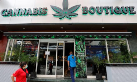 เอเปคเจ้าภาพอุตสาหกรรมกัญชาที่กำลังเติบโตของไทยเผชิญกระแสต่อต้าน