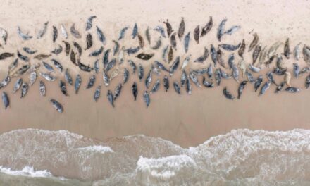 อุรุกวัยผวา! ไข้หวัดนก คร่าแมวน้ำ-สิงโตทะเล ตายเกลื่อนหาดแล้ว 400 ตัว