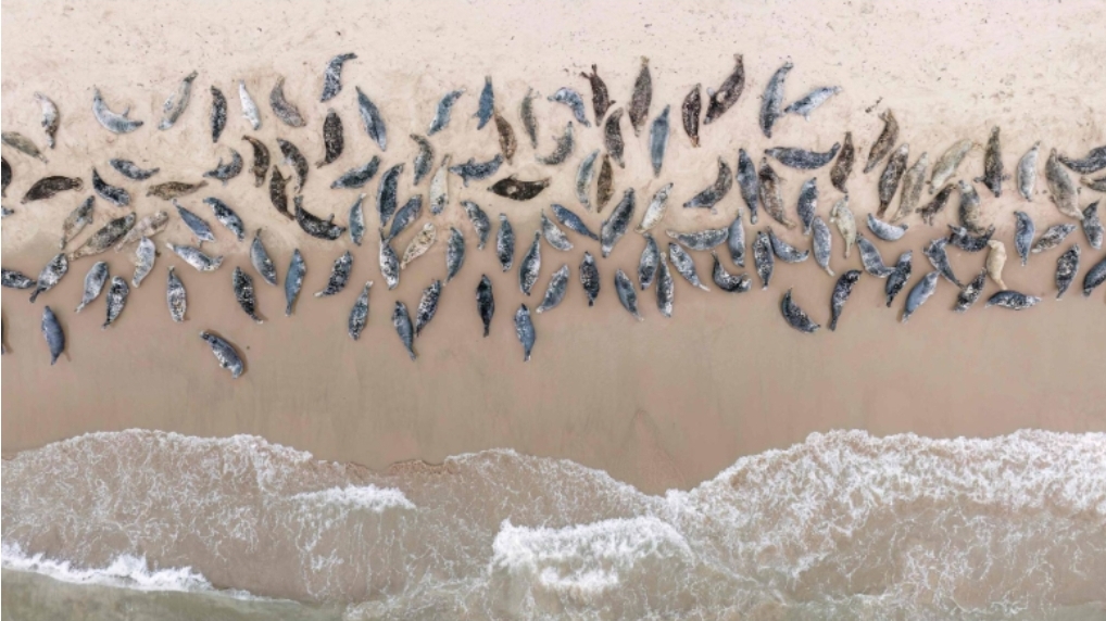 อุรุกวัยผวา! ไข้หวัดนก คร่าแมวน้ำ-สิงโตทะเล ตายเกลื่อนหาดแล้ว 400 ตัว