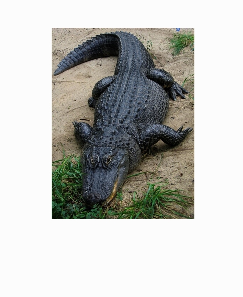 ชายออสเตรเลียรอดชีวิตจากการถูกจระเข้กัด ด้วยการกัดสู้กับจระเข้